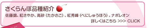 さくらんぼ品種紹介