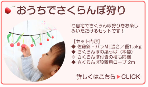 さくらんぼ狩り 山形 寒河江 さくらんぼ狩り農園八果園大沼