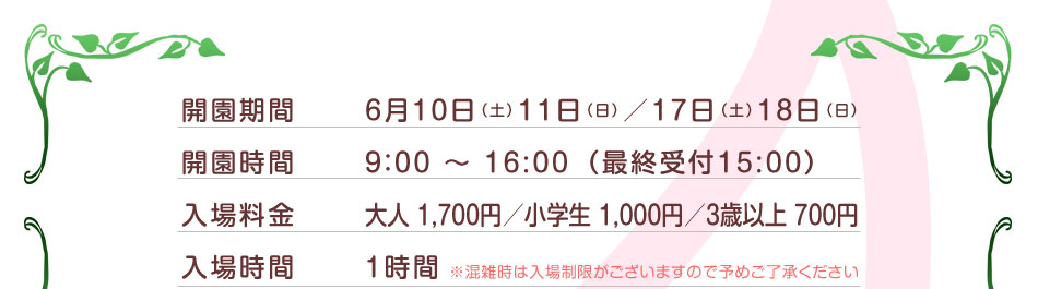 さくらんぼ狩り食べ放題