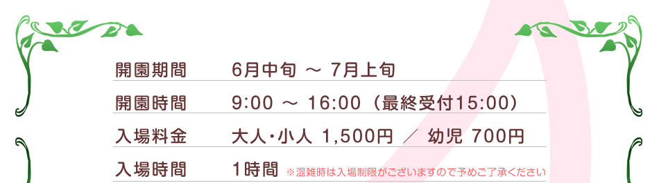さくらんぼ狩り食べ放題