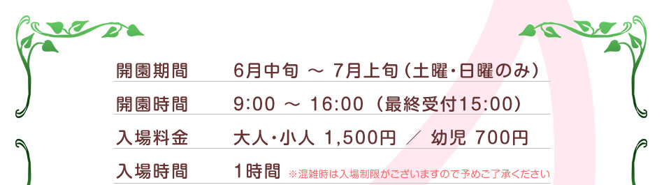 さくらんぼ狩り食べ放題