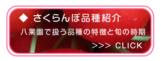 さくらんぼ品種