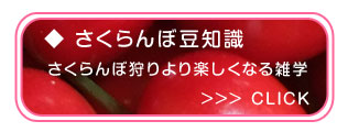 さくらんぼ豆知識